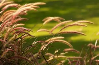 gramíneas à luz do sol