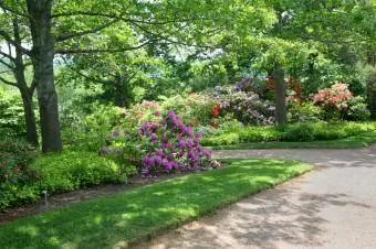 jardí forestal amb azalees