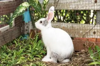 Conejo fuera de la valla a prueba de conejos
