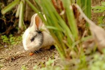 Conejo comiendo zanahoria en el jardín