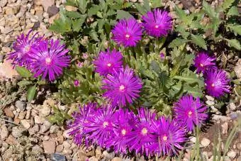 Delosperma cooperi Hardy Ice ተክል ዓለት የአትክልት አበባ