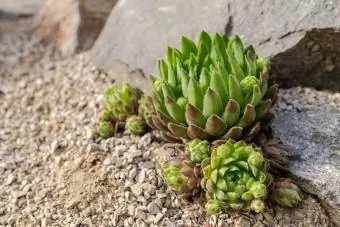 hen at chicks succulent rock garden plant