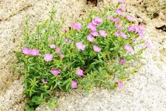 Dianthus deltoids dziewicza różowa roślina ogrodowa skalna