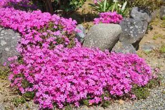 კლდოვანი ბაღის მცენარე phlox subulata