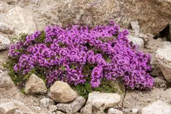 Halaman ng hardin ng bato ng Mother-of-Thyme