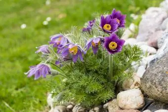 Pulsatilla Vulgaris Pasque blomma stenträdgårdsväxt