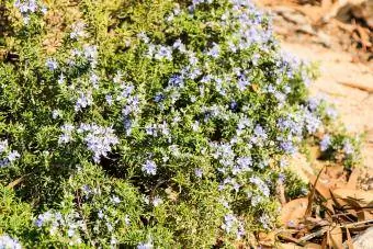 rosmarinus officinalis Krybende rosmarin stenhaveplante