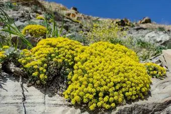 mand met goud rotstuinplant aurinia saxatilis