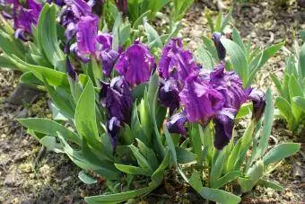 pygmé iris stenträdgårdsväxt