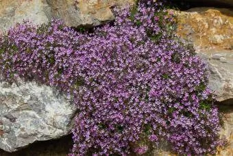 კლდის საპონი saponaria ocymoides კლდის ბაღის მცენარე