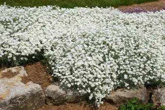 cerastium tomentosum sníh v létě skalka rostlina