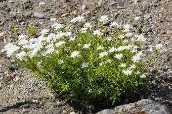 Arabis alpina snowcap rockcress stenträdgårdsväxt
