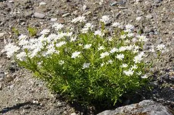 Arabis alpina qor qoplami tosh bog'i o'simlik