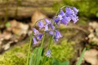 lila blåklocka campanula rotundifolia