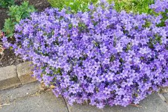 tanaman taman batu bunga lonceng campanula carpatica