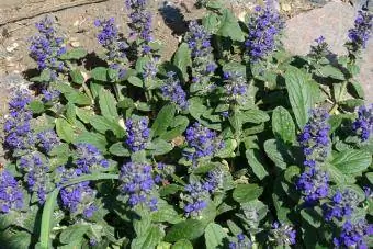 ajuga reptant koberec polnice skalka rostlina