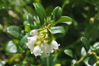 ortak ayı üzümü Arctostaphylos uva-ursi