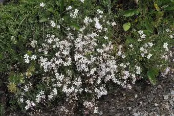 gypsophila repent მცოცავი ბავშვის სუნთქვა Rock ბაღის მცენარე