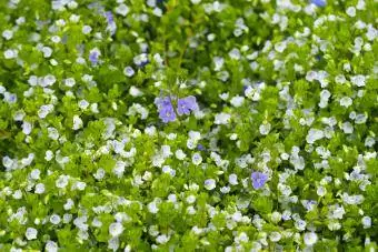 krypande speedwell stenträdgårdsväxt