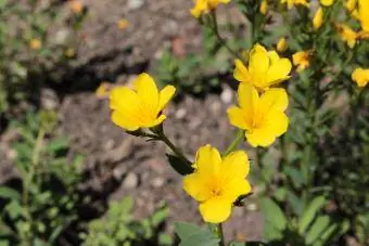 gouden vlasbloem rotstuinplant