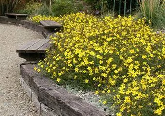 Jardín con bordes de madera