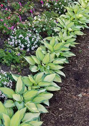 Hostas প্রান্ত জন্য ব্যবহৃত