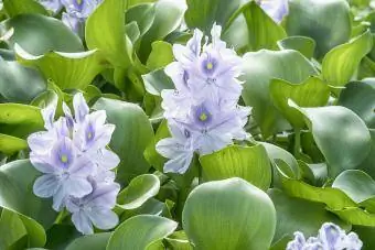 Flor de jacinto de água roxo claro