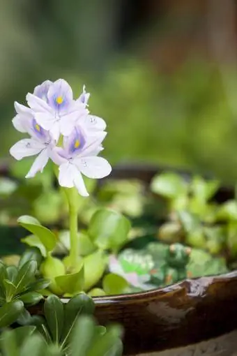 Dej hyacinth hauv lub lauj kaub