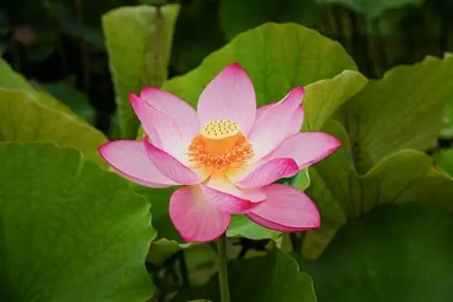Kā rūpēties par lotosa augu 101