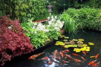 lago de carpas com plantas