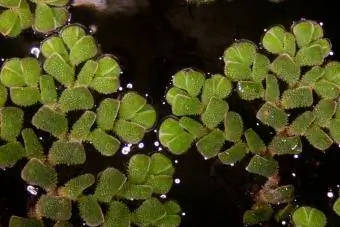Water fern Azolla filiculoides