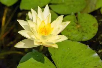Amerikansk Lotus Nelumbo lutea