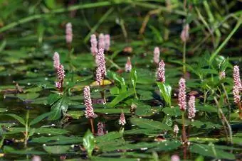 Vann smartweed Polygonum amphibium