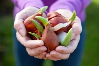 große, sprießende Tulpenzwiebeln