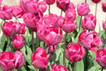 tulip merah muda