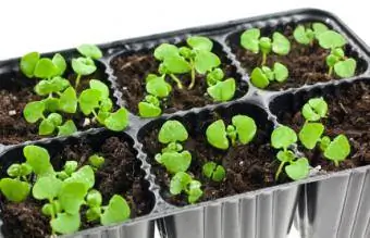 Transplanter les plants d'un plateau de semis de basilic
