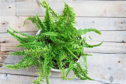 Bostonská príručka starostlivosti o papraď pre zdravú izbovú rastlinu