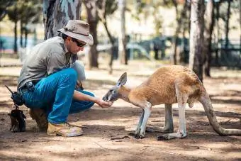 Kanguru hayvanat bahçesi bekçisinin elinden yemek yiyor