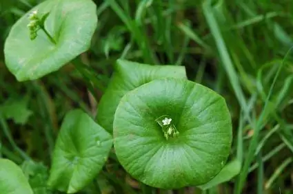 Salată verde miner