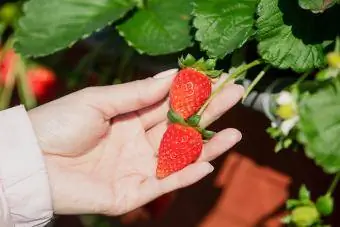 Erdbeeren pflücken