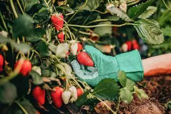 Homme cueillant des fraises à la ferme