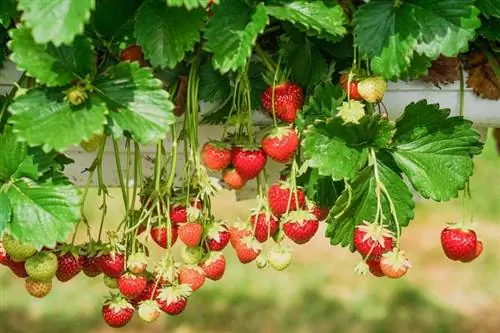 Verzorging van aardbeienplanten: eenvoudige gids voor een zomerfavoriet