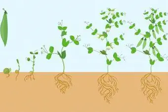 Lebenszyklus einer Bohnenpflanze