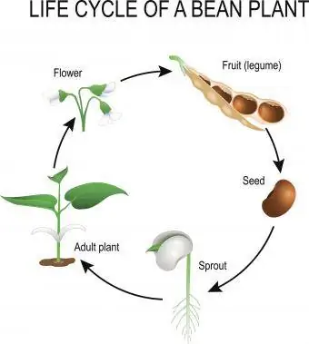 Životni ciklus biljke graha