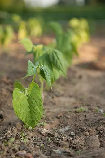 Berkebun