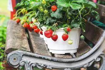 Erdbeeren in weißen Töpfen