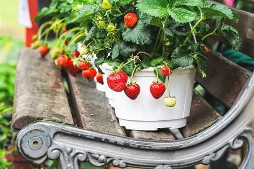 Cultivo de plantas de morango em vasos: seu guia completo