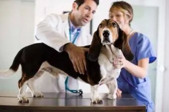Ветеринары с собакой