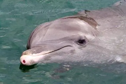 Apakah Sea World di Cleveland Ohio Masih Dibuka?