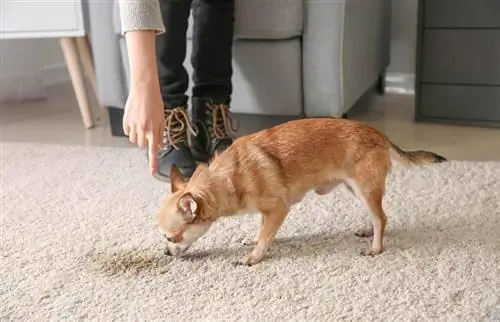 Cách loại bỏ vết bẩn của thú cưng trên thảm một cách dễ dàng